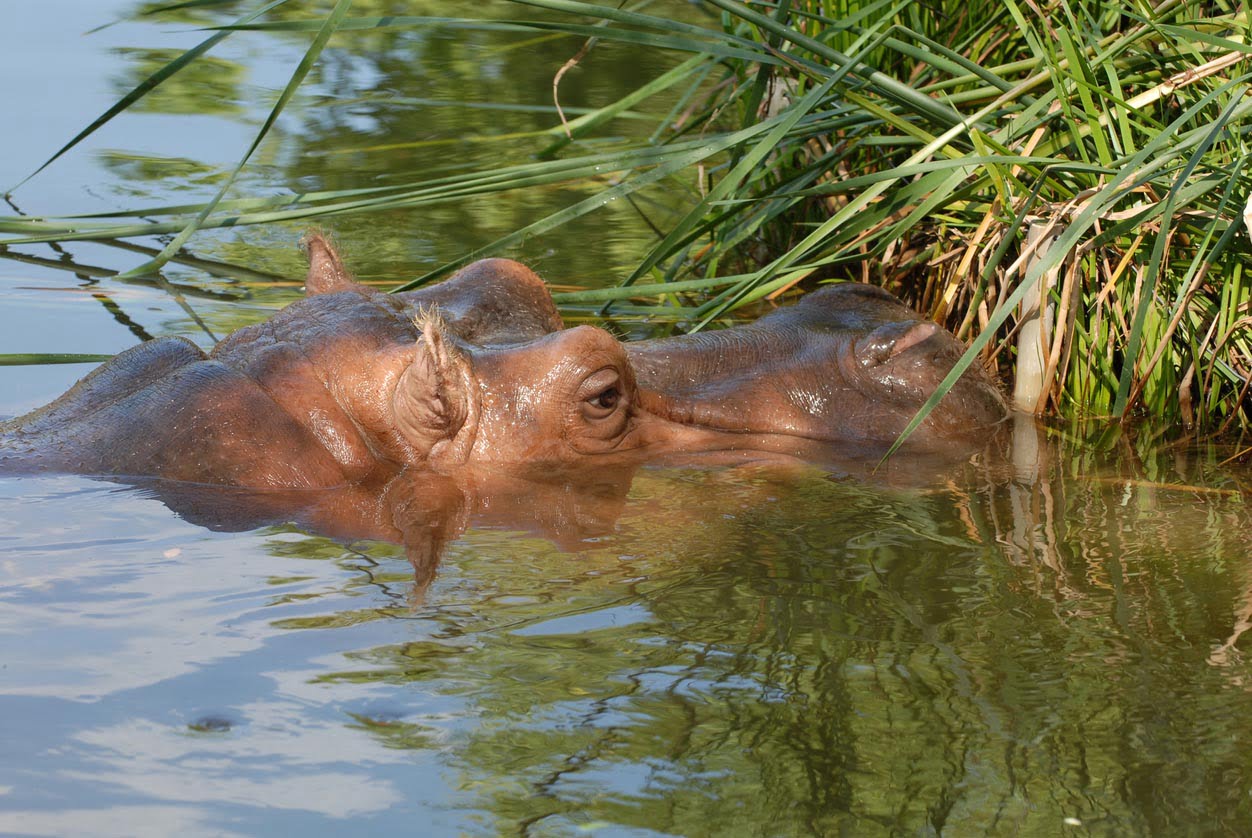 Hippo zoo kansas city