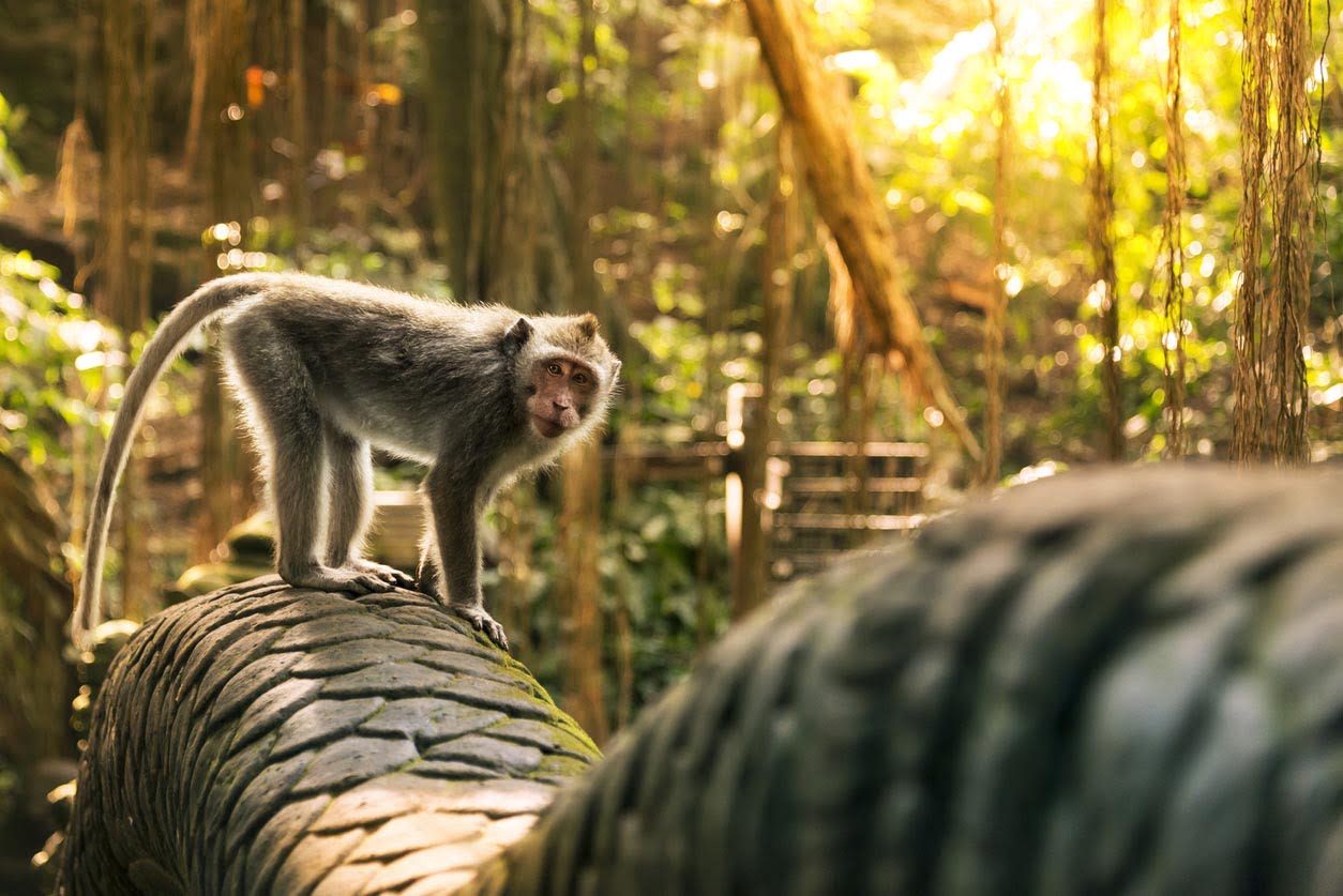 singe dans le zoo de Ljubljana