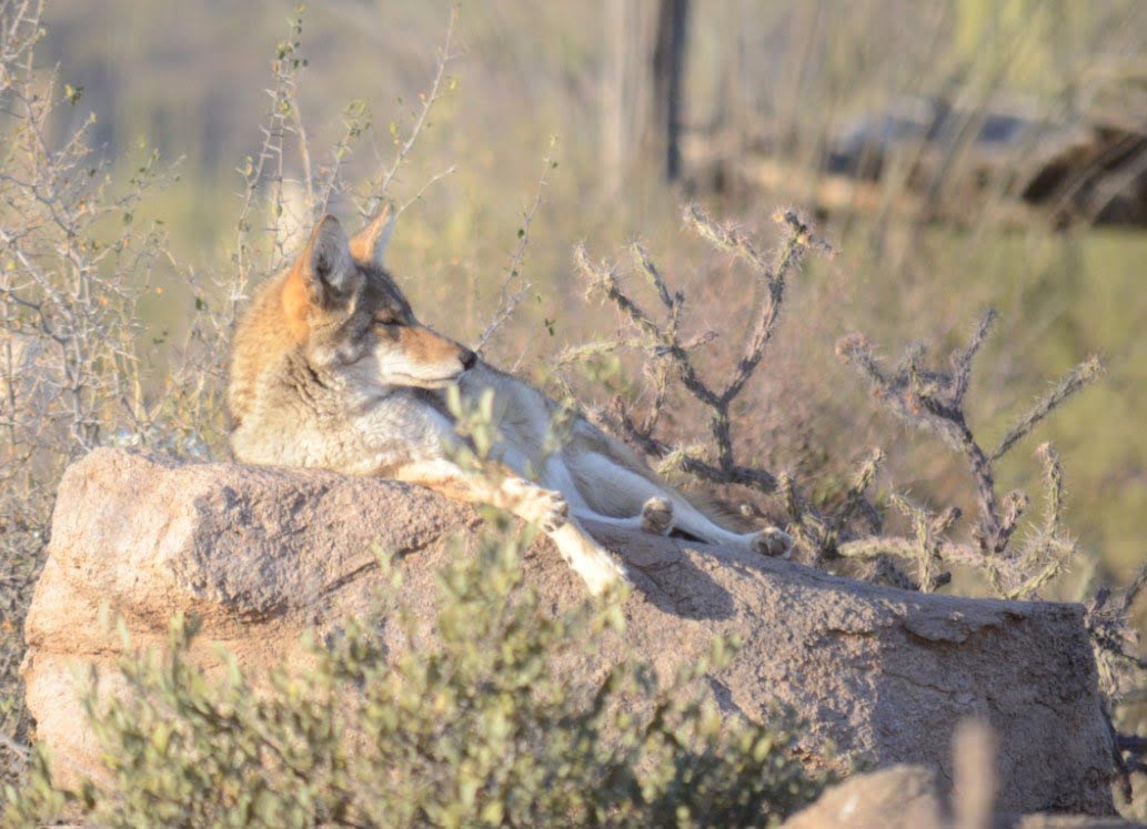 Un Coyote Dort Sur Un Rocher à Sonora Desert Museum à Tucson