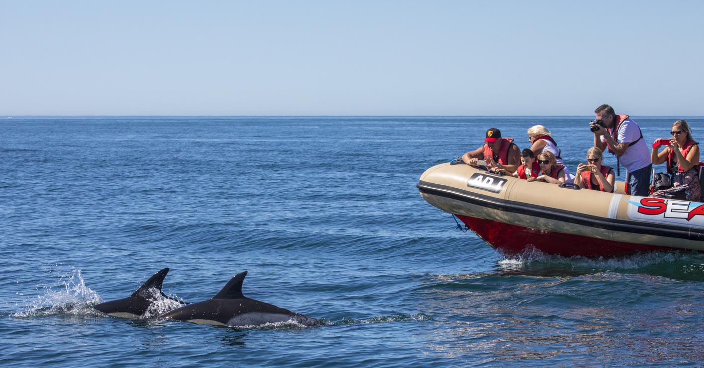 sortie de touristes en bateau pour observer des dauphins