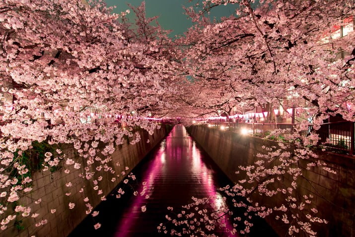 Cerisieurs En Fleur Au Japon