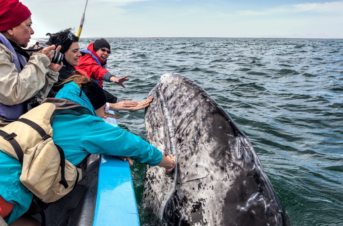 Baleines Mexique