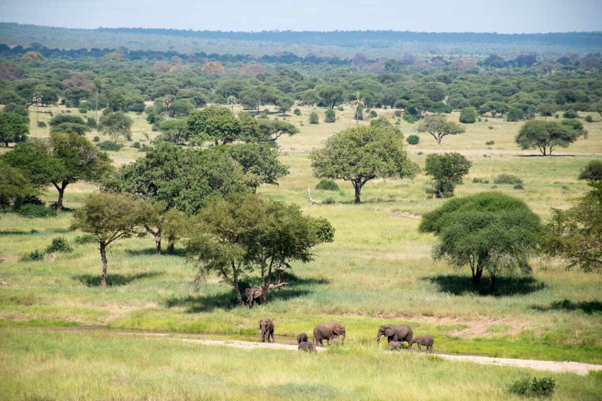 safari à zanzibar en tanzanie, troupeau d'éléphants
